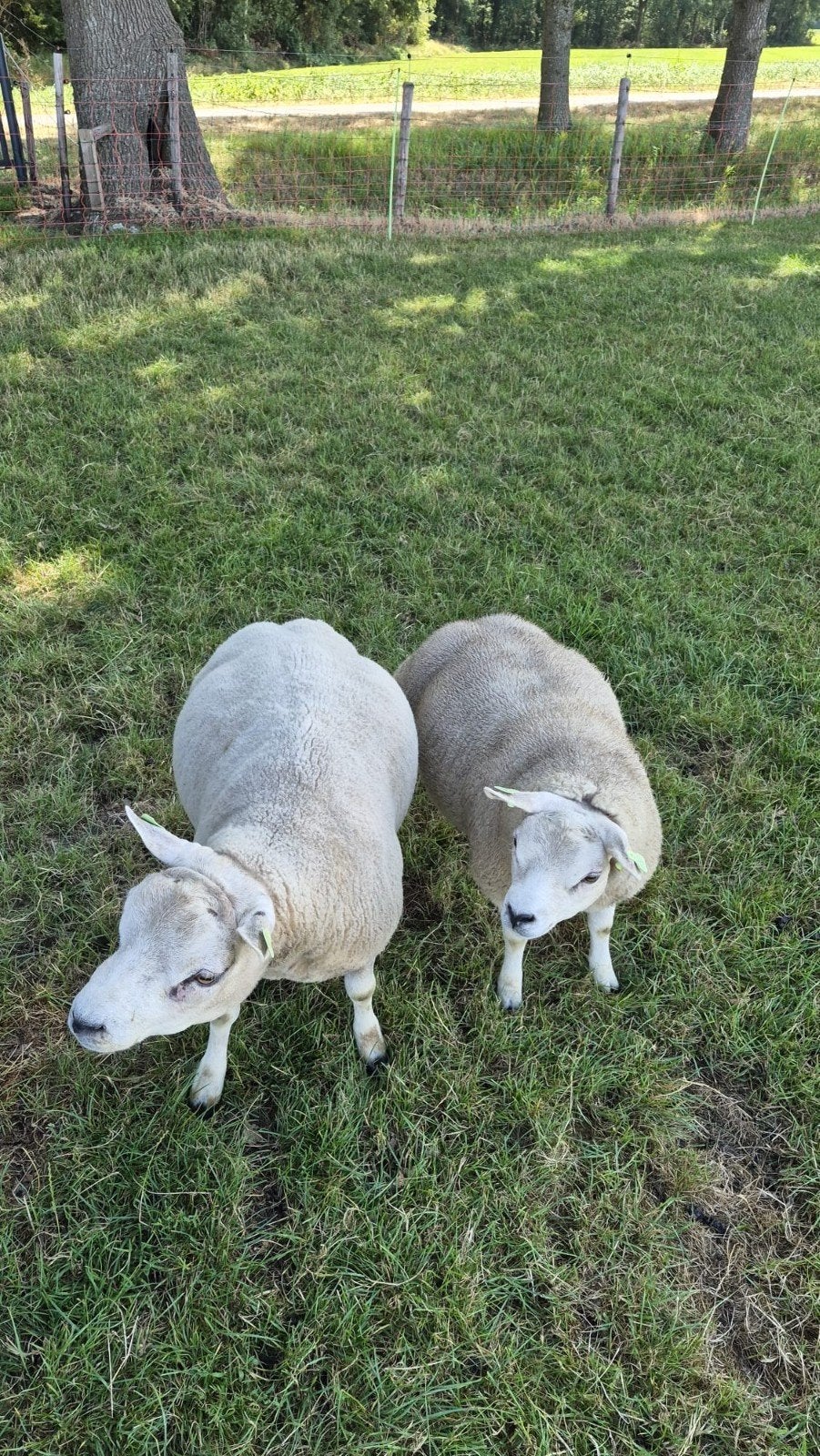 Texelaar schapen, Dieren en Toebehoren, Mannelijk, Schaap