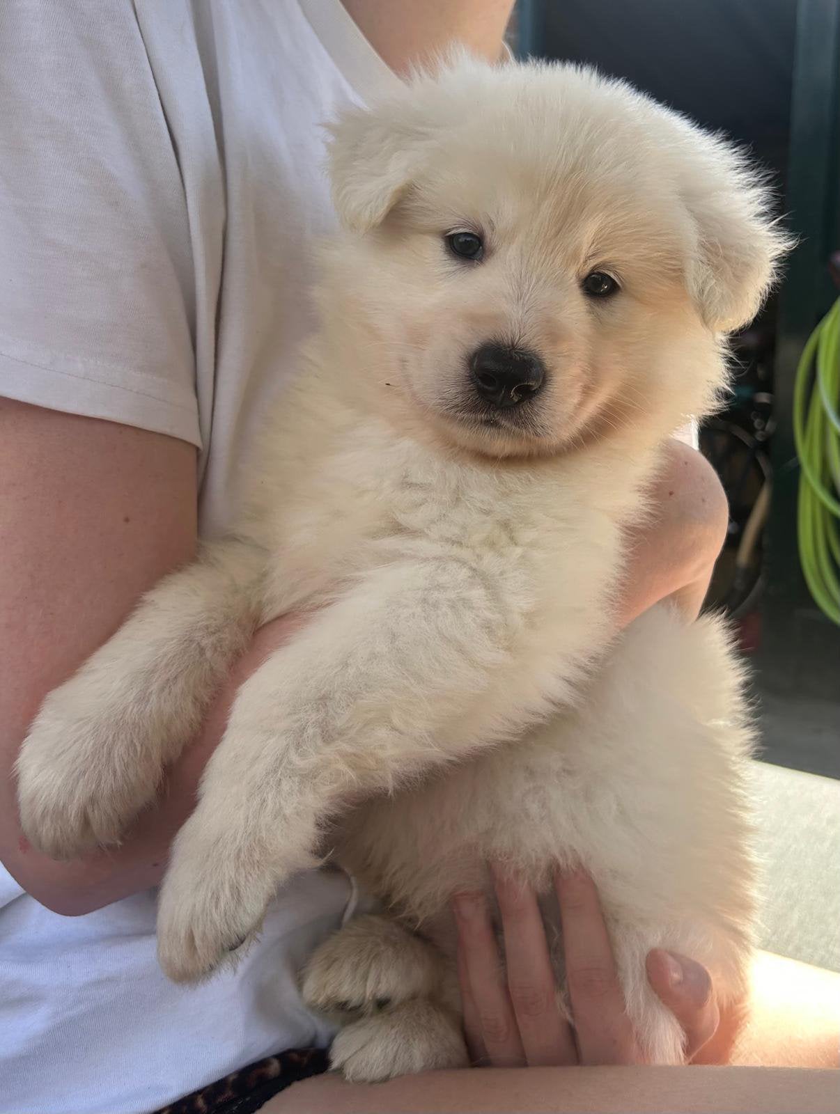 Zwitserse witte herder pups, Dieren en Toebehoren, Honden | Herdershonden en Veedrijvers, Nederland, Parvo, 8 tot 15 weken, Meerdere
