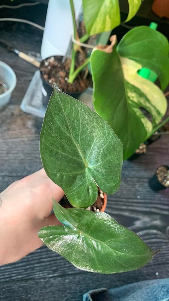 Alocasia yucatan princess, Ophalen