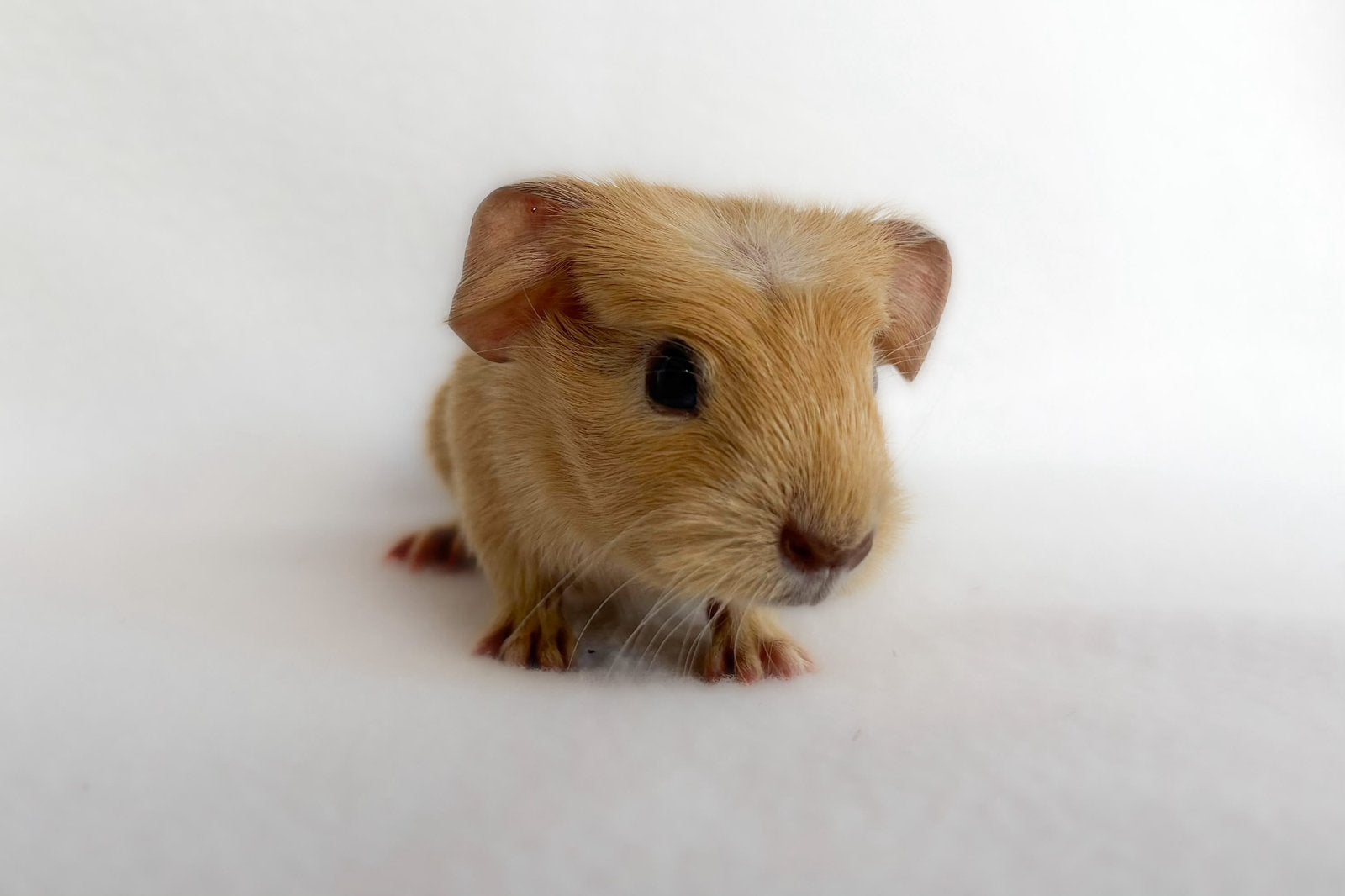 Crème engelsgekruinde beer, Cavia, Mannelijk, Tam, September
