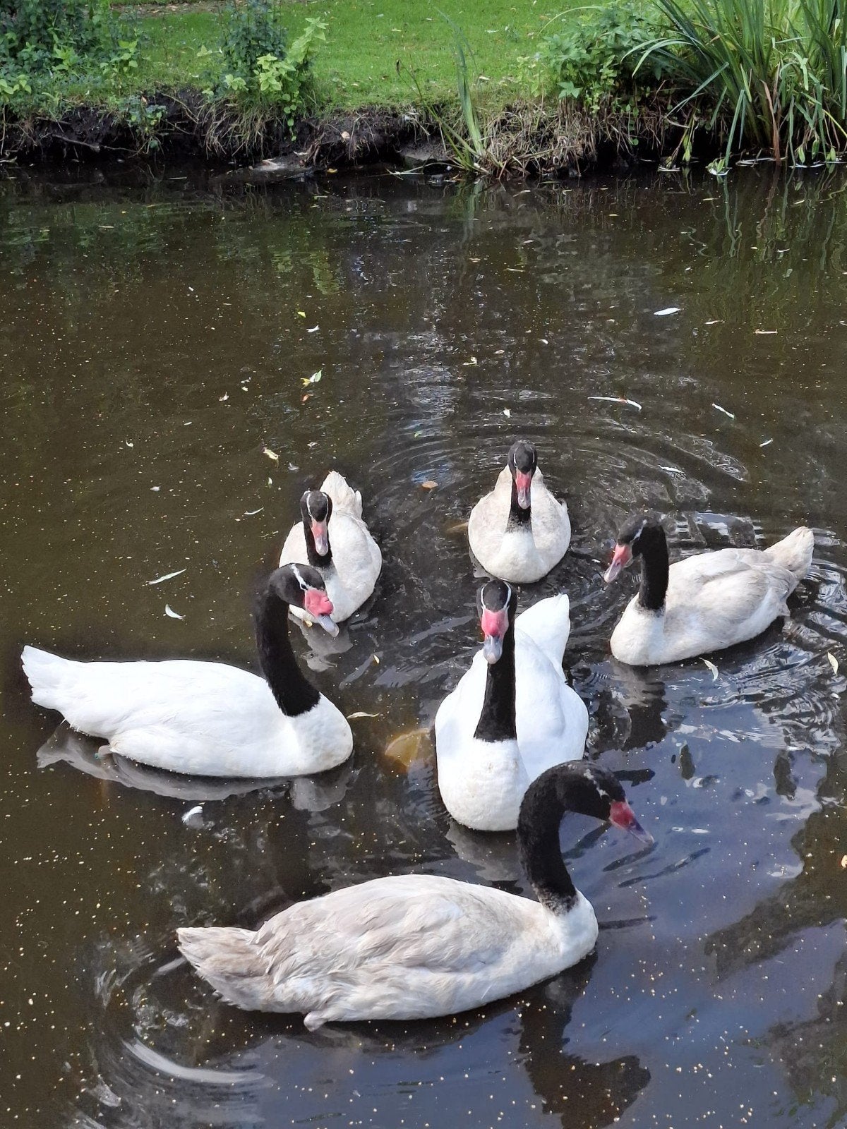 Zwarthalszwaan, Dieren en Toebehoren, Pluimvee, Vrouwelijk, Gans of Zwaan