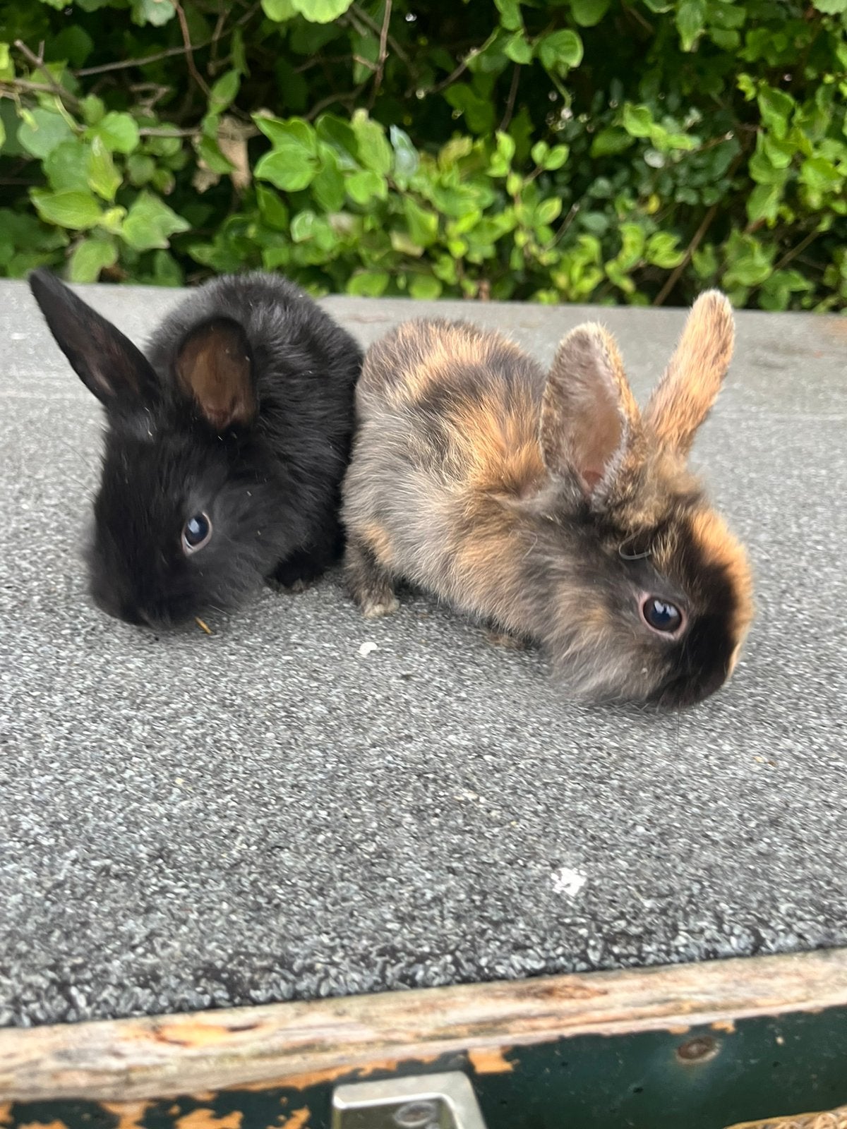Baby konijnen te koop, Meerdere dieren, Dwerg, 0 tot 2 jaar