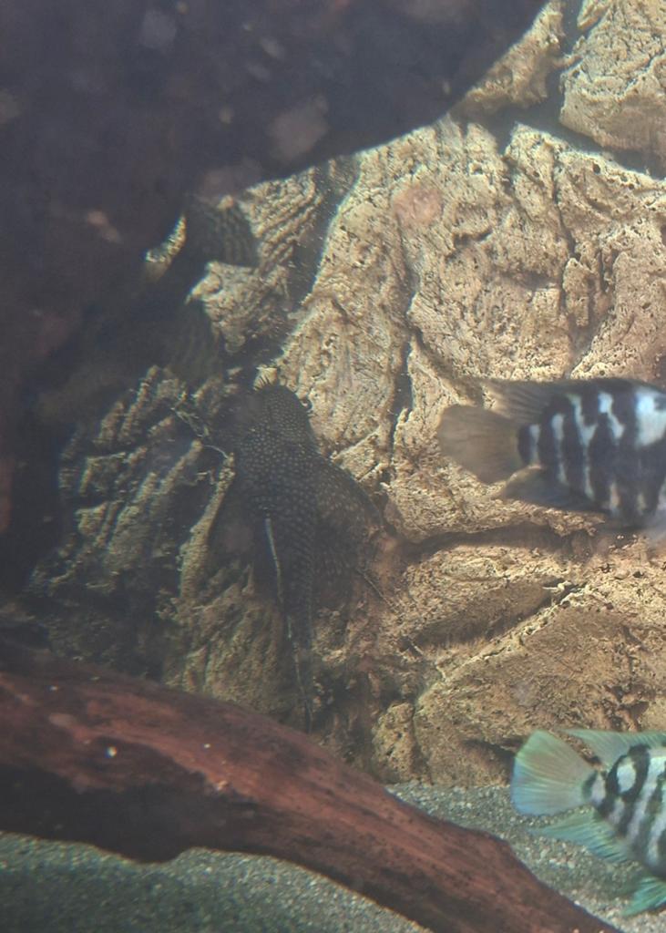 Ancistrus man algeneter, Zoetwatervis