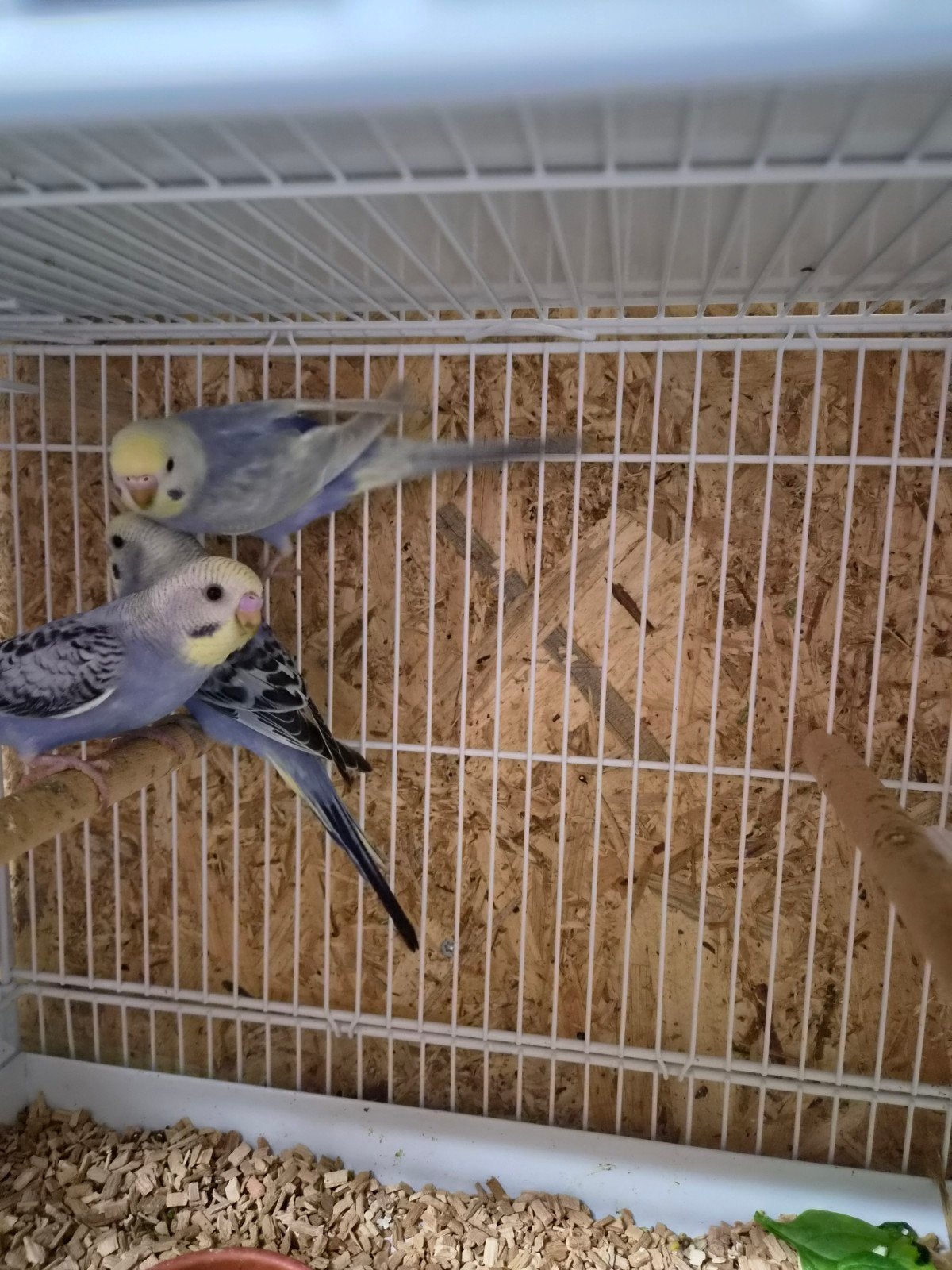 baby parkietjes