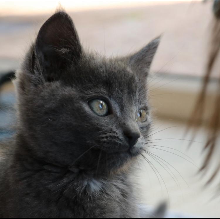 Brits/Britse korthaar x kittens, Dieren en Toebehoren, Katten en Kittens | Overige Katten, Meerdere dieren, 0 tot 2 jaar
