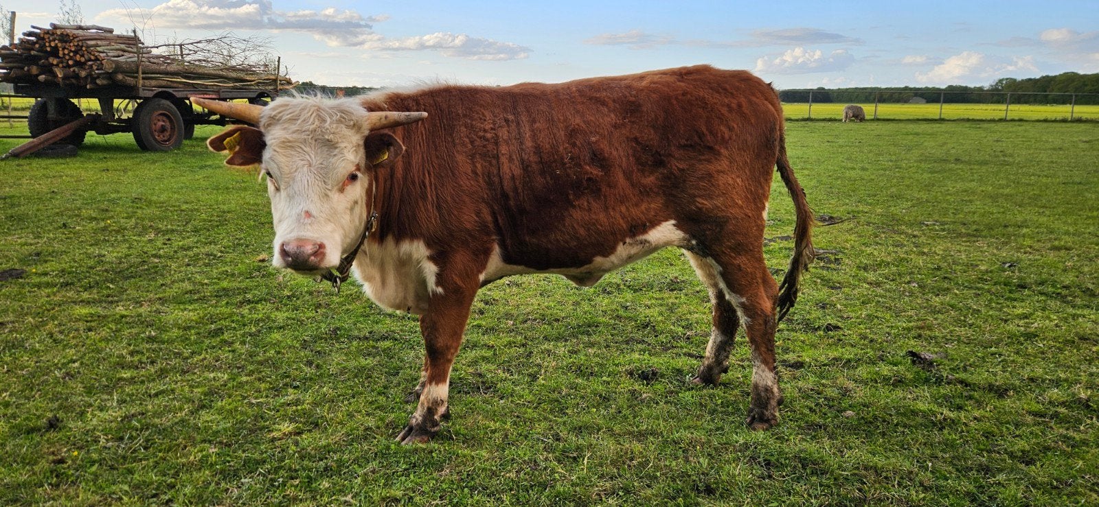 Mini Hereford pink en zoogstel (en een Mini Hereford stier), Dieren en Toebehoren, Runderen, Vrouwelijk, 0 tot 2 jaar