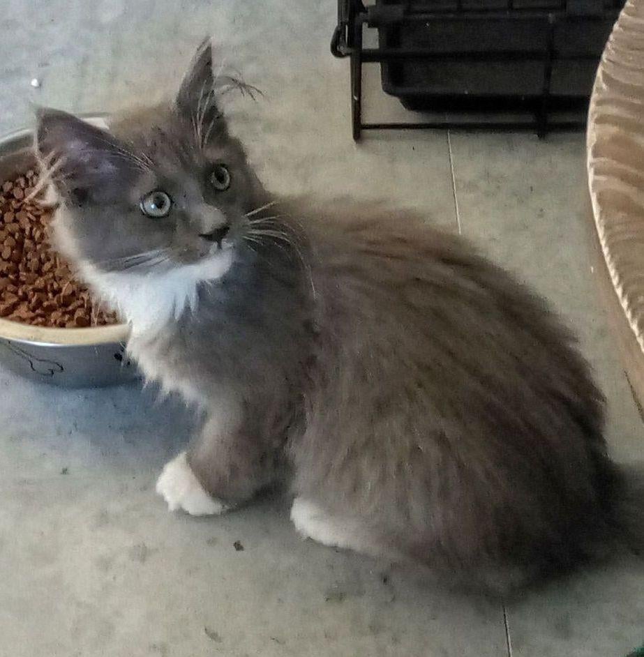 Laatste Maine Coon kitten Polydactyl te koop, Kater, Ontwormd, 0 tot 2 jaar