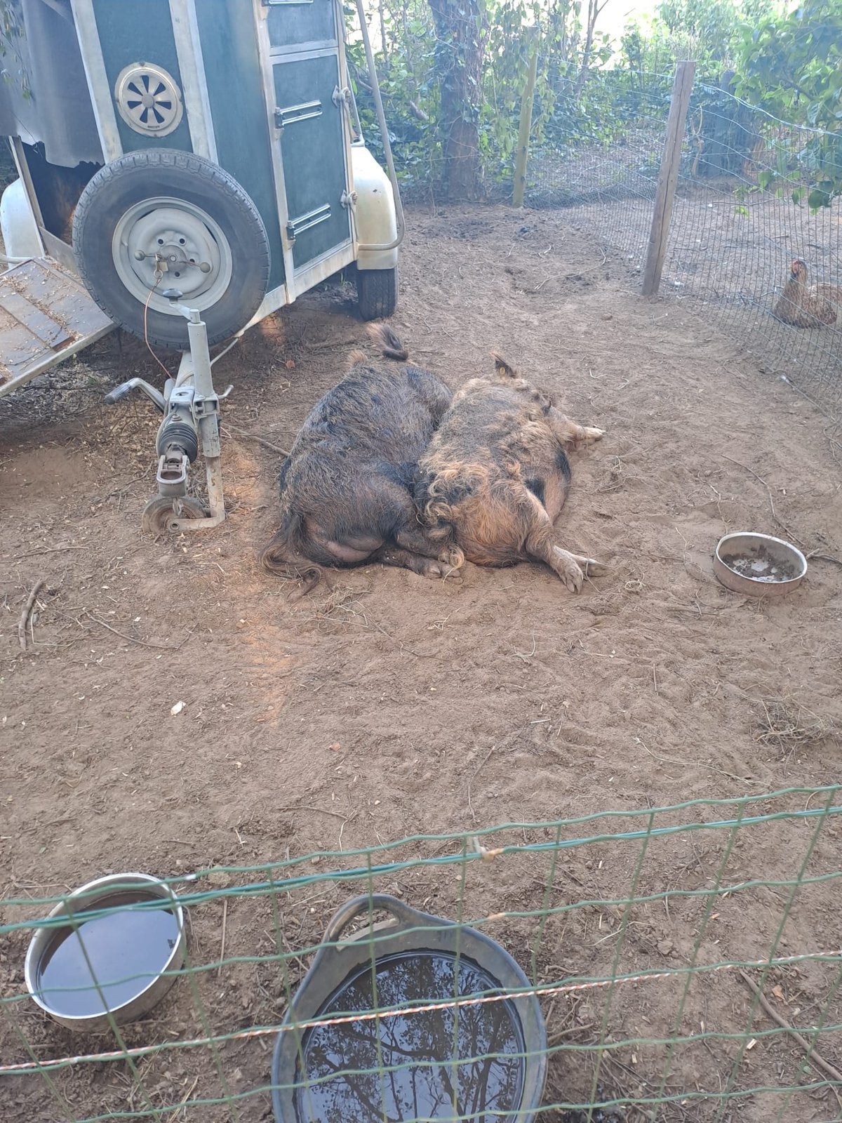 Stamboek Kune kune biggen verwacht, Dieren en Toebehoren, Schapen, Geiten en Varkens, Meerdere dieren, Varken, 0 tot 2 jaar
