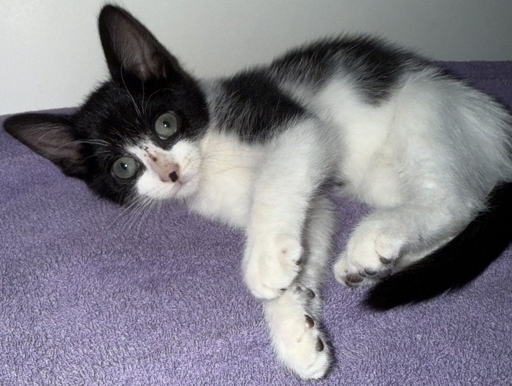 Zwart-wit kitten [vrouwtje] is op zoek naar liefdevol huisje, Dieren en Toebehoren, Meerdere dieren, Kortharig, 0 tot 2 jaar