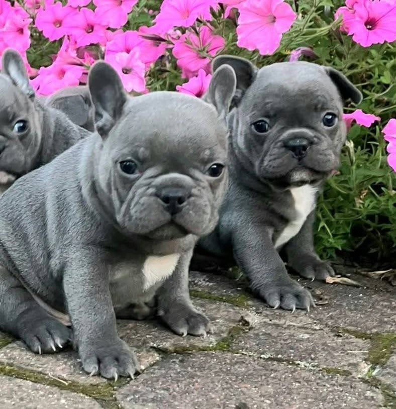 Franse Bulldog Pups Blauw/Lilac met neusjes, 8 tot 15 weken, Meerdere, Meerdere dieren, Nederland