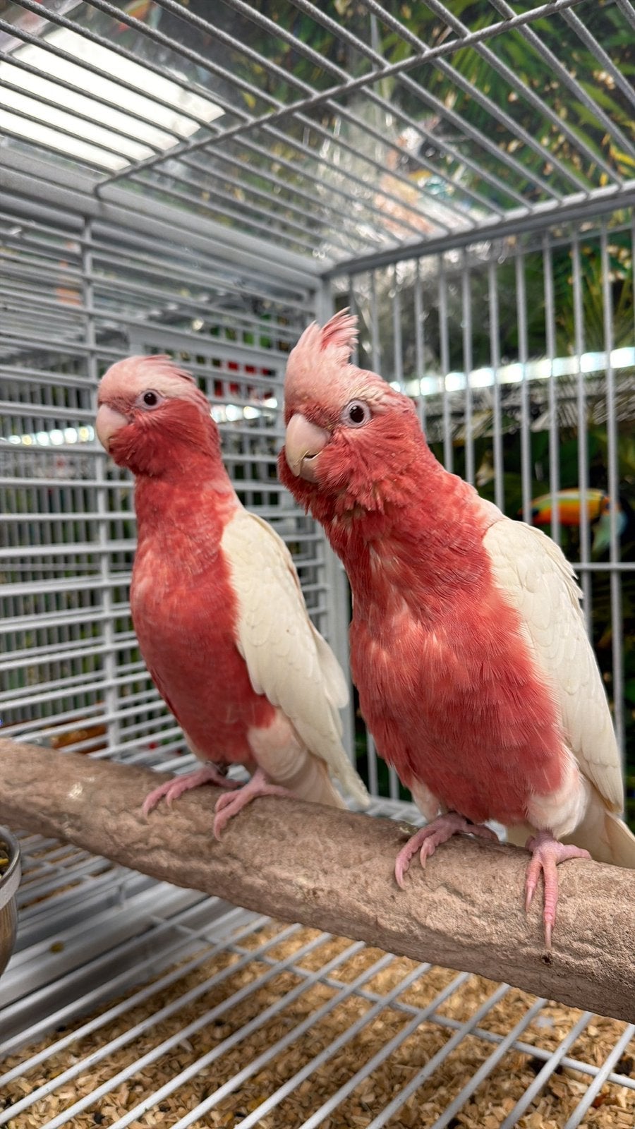 Jonge kaketoe’s, Meerdere dieren, Papegaai, Pratend