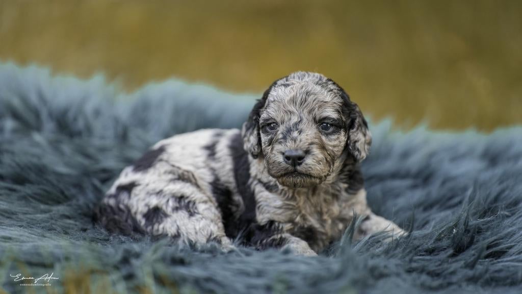 Aankondiging: Nestje Labradoodle van bewezen gouden koppel, Parvo, Overige rassen, 8 tot 15 weken, Meerdere