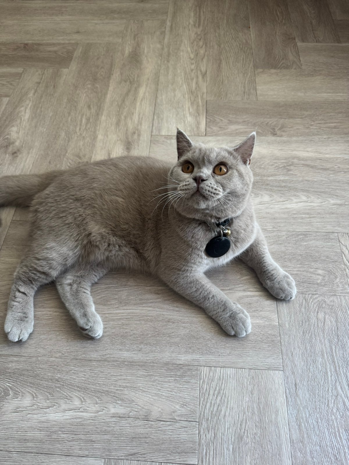 Dekkater Britse Korthaar, Dieren en Toebehoren, Kater, Ontwormd