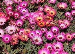 Zaden Dorotheanthus, Verzenden, Volle zon