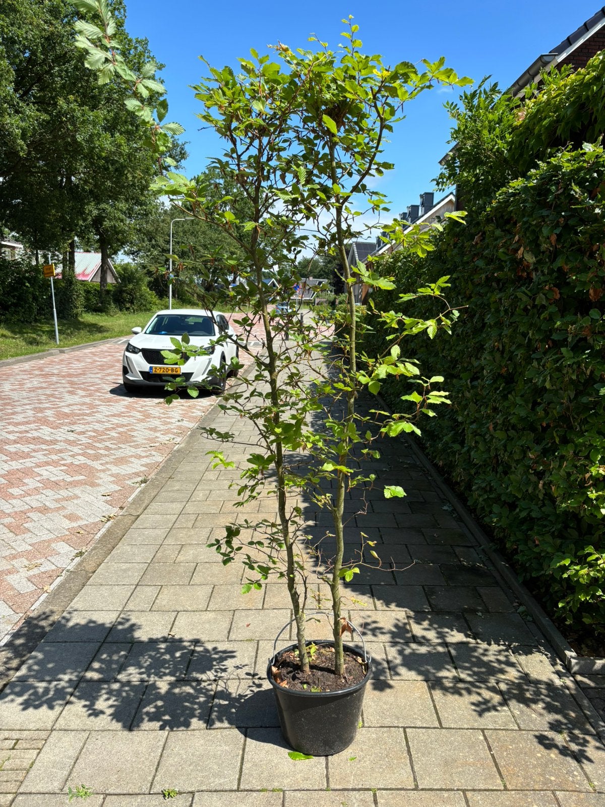 10 Grote Groene Beuken (Fagus Sylvatica) in pot, Bloeit niet, Overige soorten, 100 tot 250 cm, Ophalen