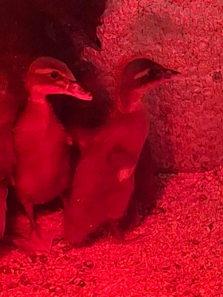 Indische loopeend kuikens te koop (GERESERVEERD!!), Geslacht onbekend, Eend