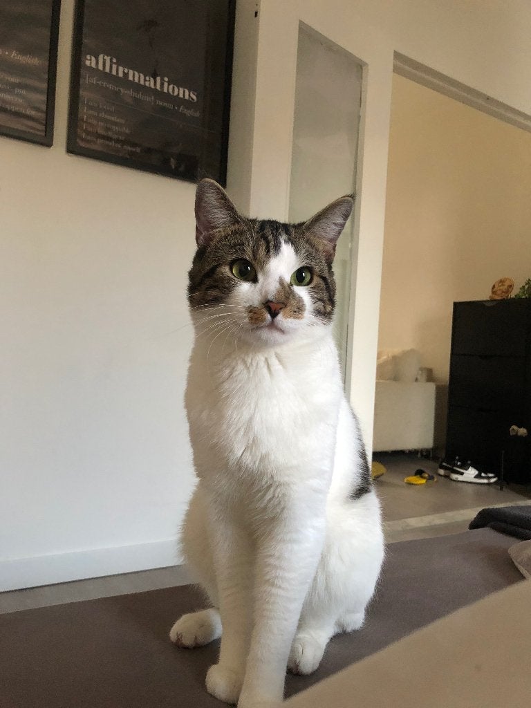 3-jarige kortharige kater, cypers met wit, Kater, Kortharig, 0 tot 2 jaar