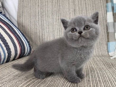 Brits korthaar kittens, Dieren en Toebehoren, Kater
