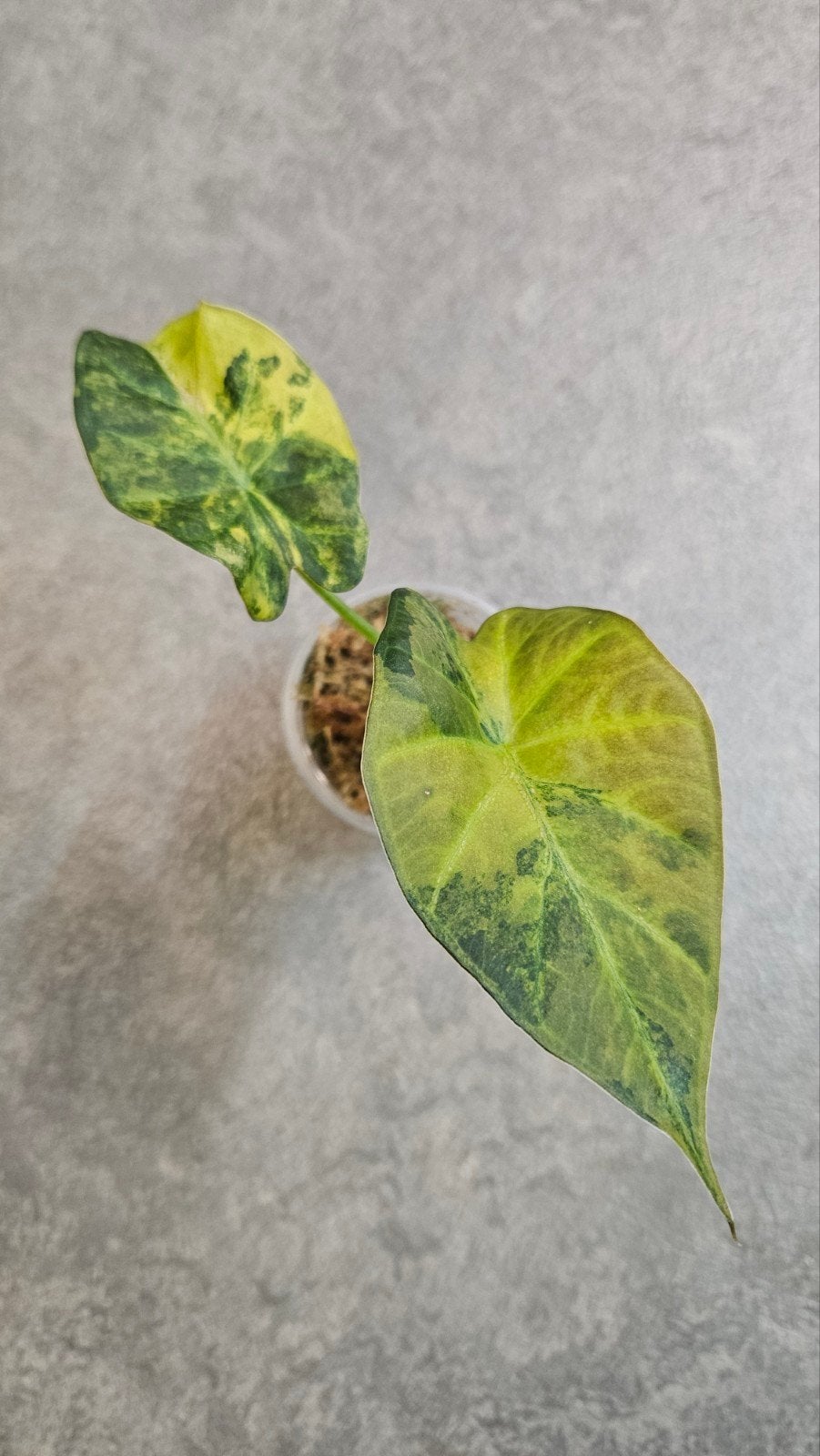 Alocasia Regal Shield Aurea/Gold Variegata, Ophalen of Verzenden, Halfschaduw, Minder dan 100 cm