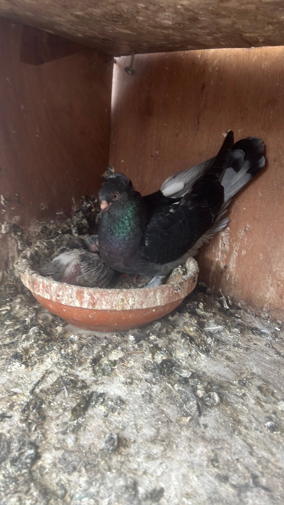 Takla, Dieren en Toebehoren, Tuimelaar of Roller