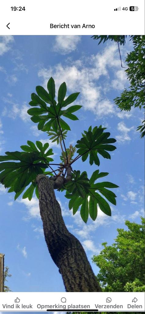 Tetrapanax papyrifera Steroidal Giant - Rijstpapierplant, Tuin en Terras, Planten | Tuinplanten, Vaste plant, Halfschaduw, Herfst