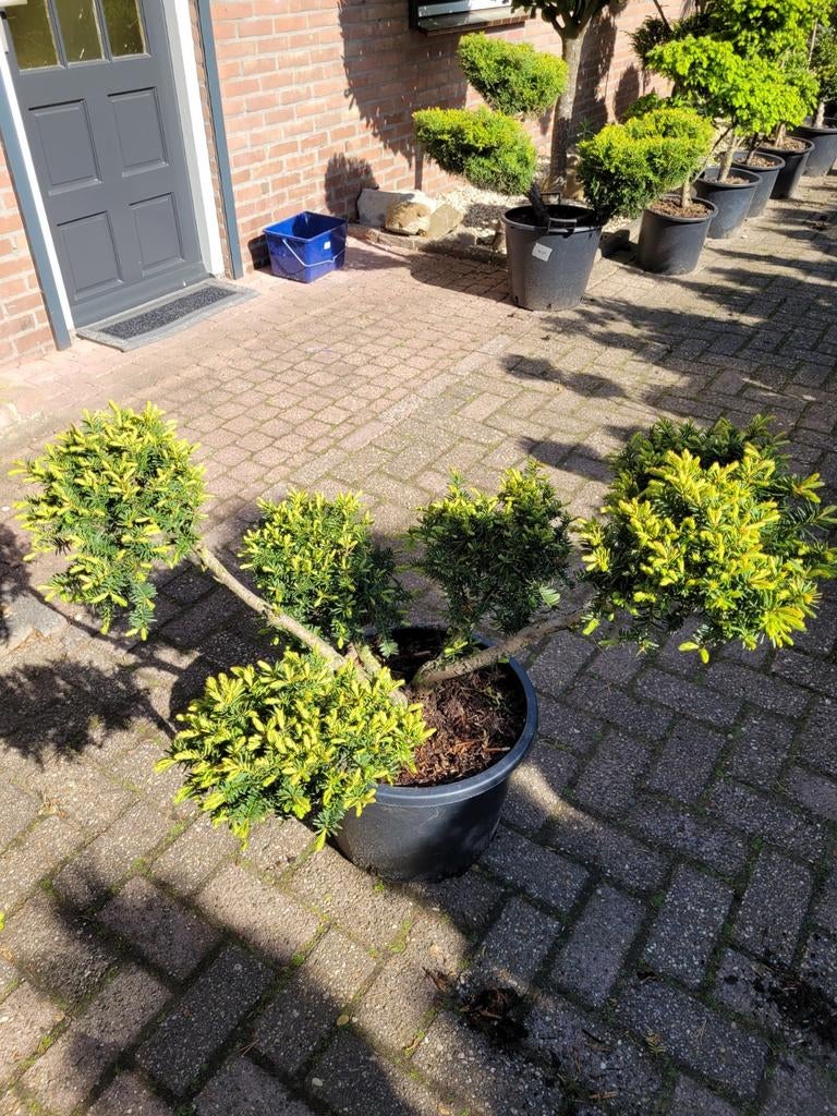 Taxus Vormsnoei - Unieke Groene Sculptuur voor uw Tuin, Vaste plant, Bloeit niet, Halfschaduw, Ophalen
