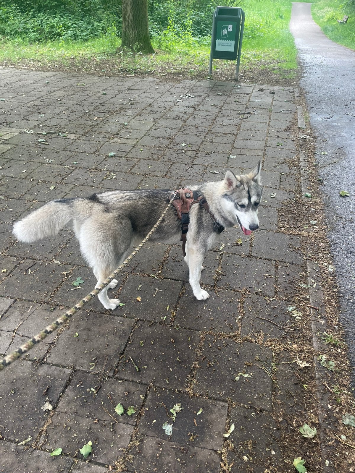 Pomsky, 15 weken tot 1 jaar, Overige rassen, Teef, Parvo