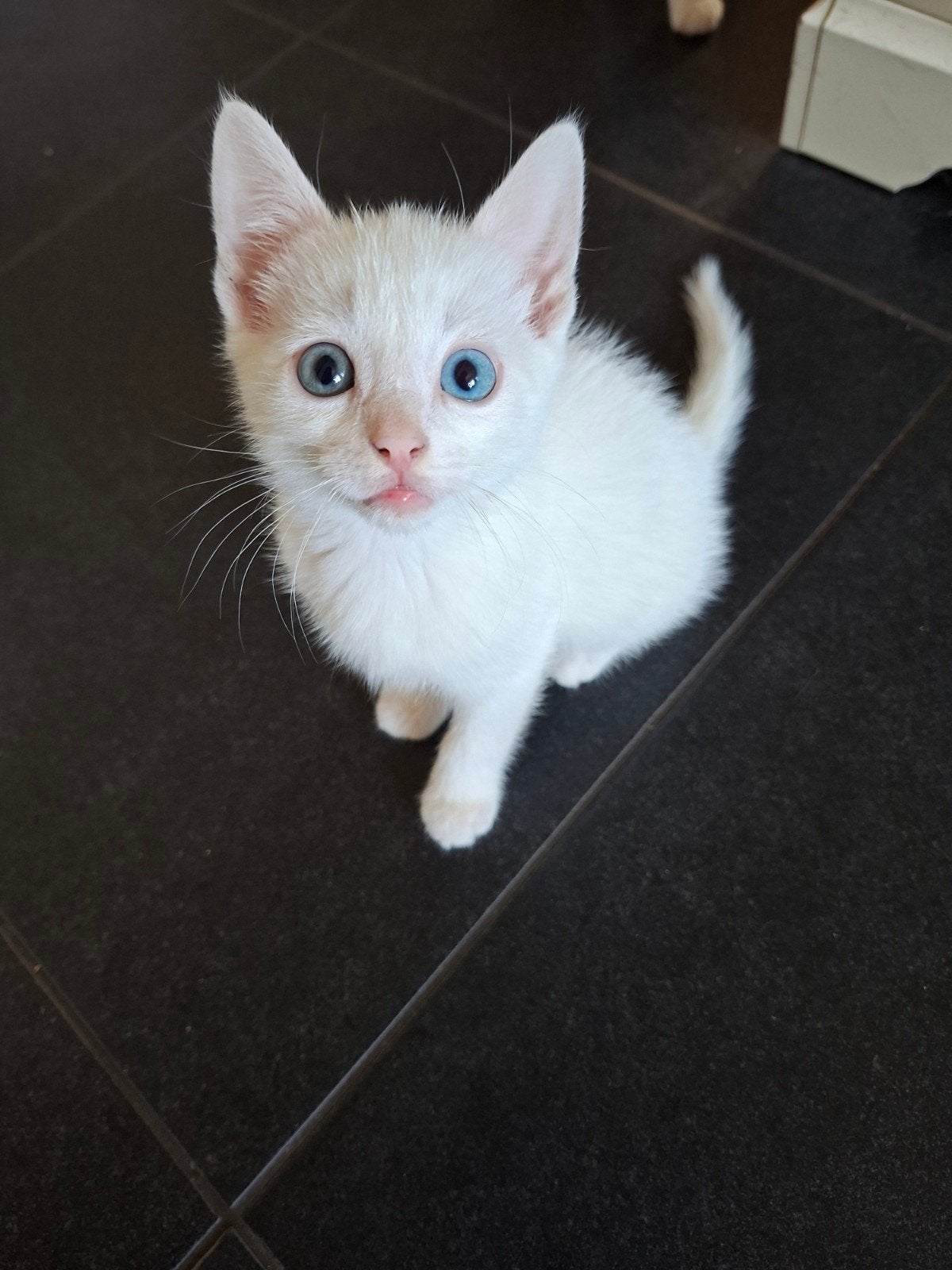 prachtige gezonde witte kittens, oad eye, zo apart!, Kater, Kortharig, 0 tot 2 jaar