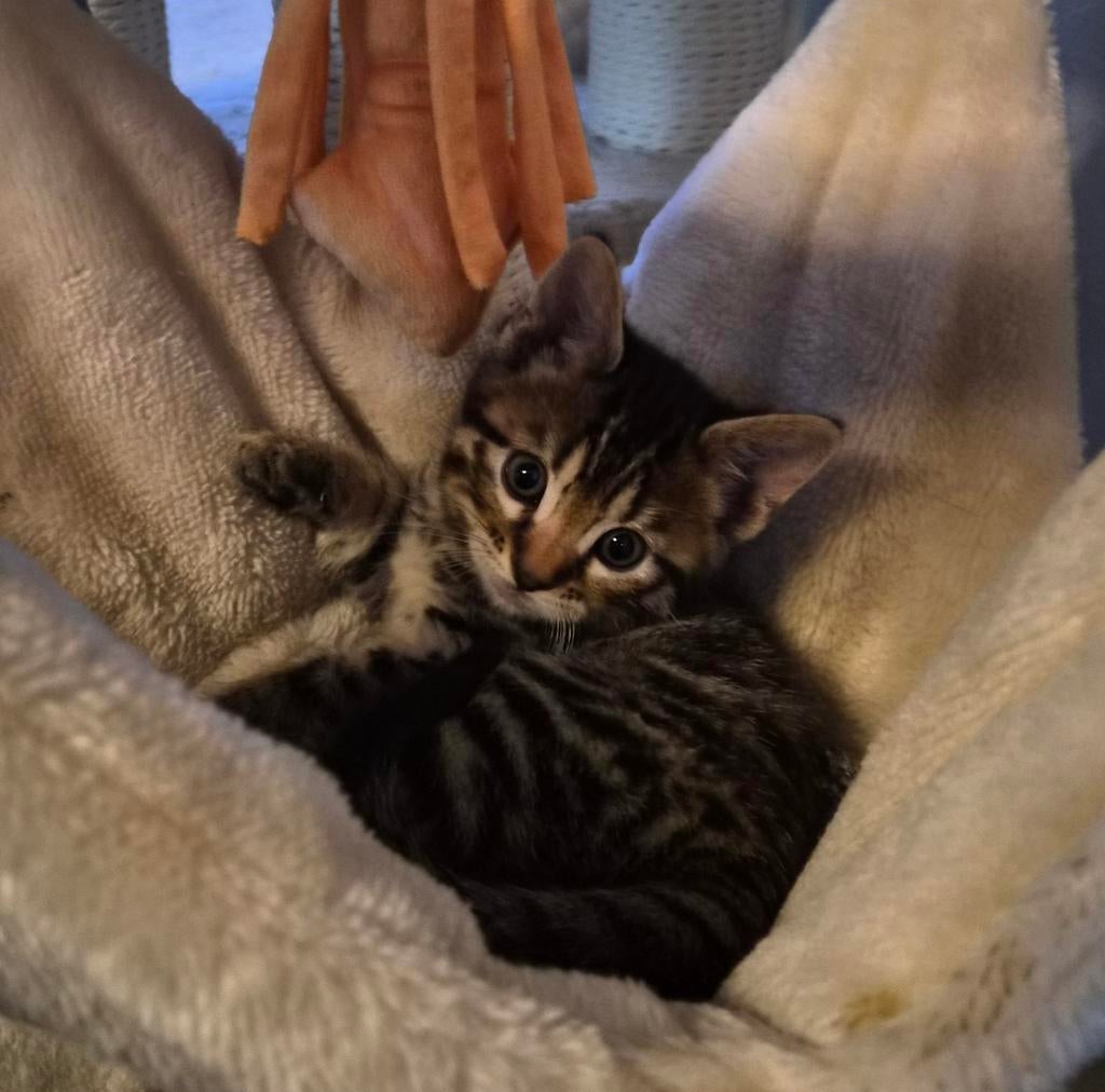 Prachtige kitten (kruising), Poes, Kortharig, 0 tot 2 jaar