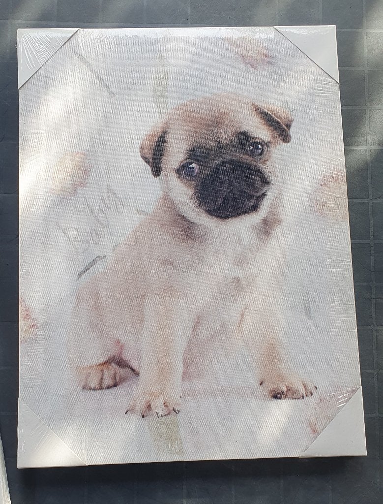 Nieuw; Foto op canvas (40x30cm) met mopshondpuppy, Ophalen, Minder dan 50 cm, Nieuw, Schilderij