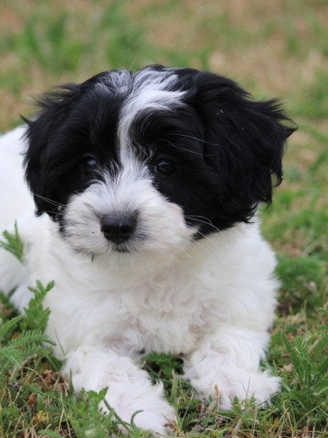 Boomer pups, Nederland, Parvo, Overige rassen, 8 tot 15 weken