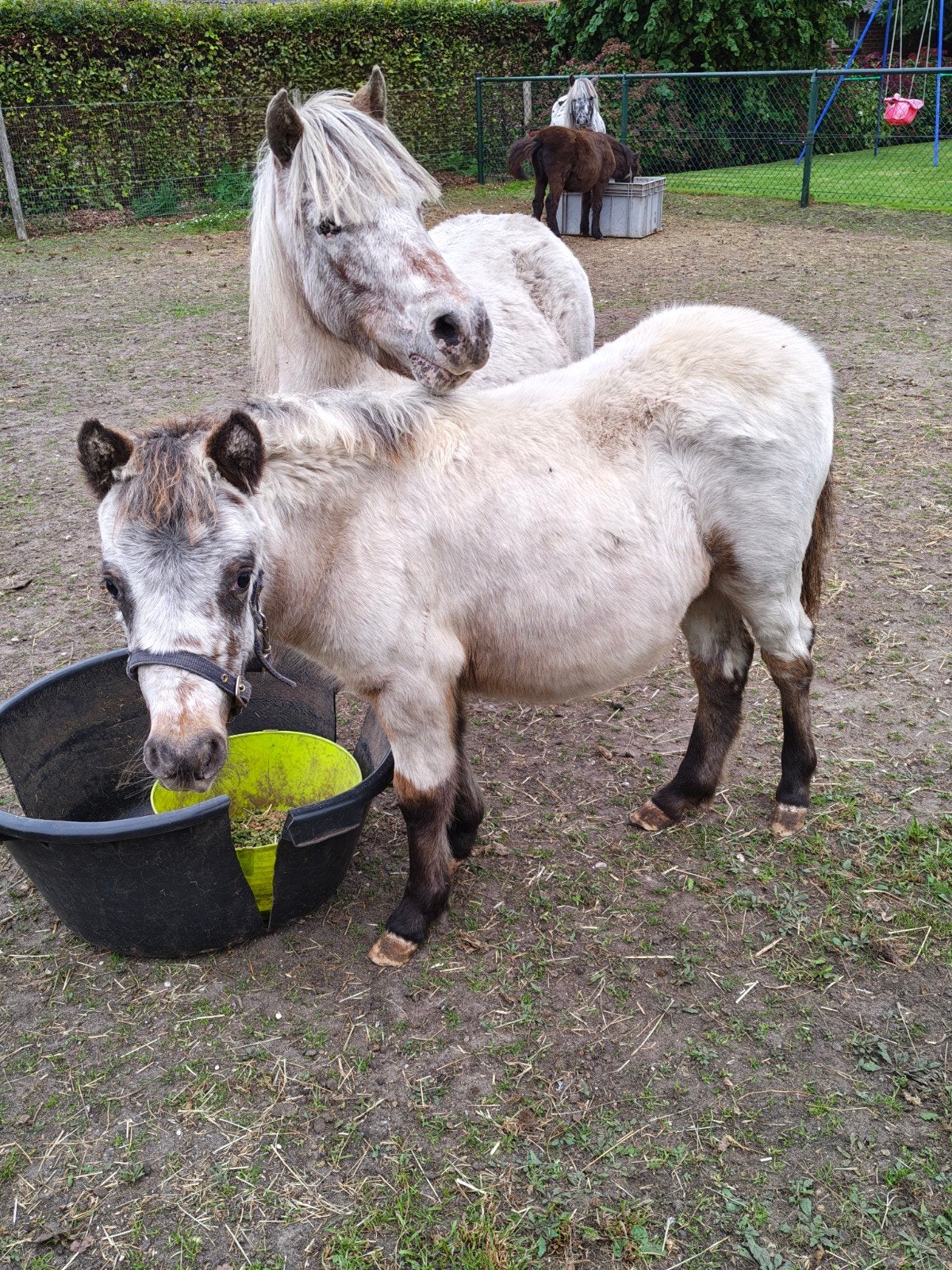 te koop 2 Appaloosa merrie veulens, Dieren en Toebehoren