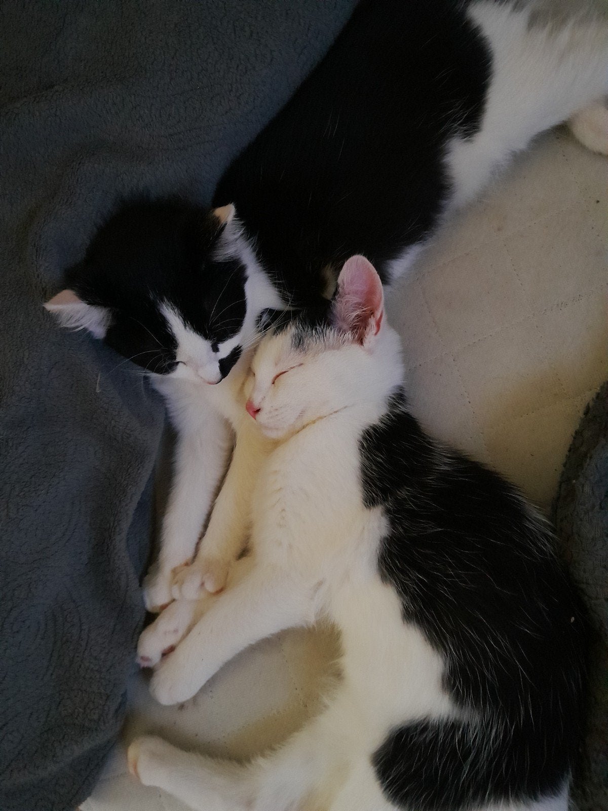 Mooie kruising Ragdoll kittens, Meerdere dieren, 0 tot 2 jaar