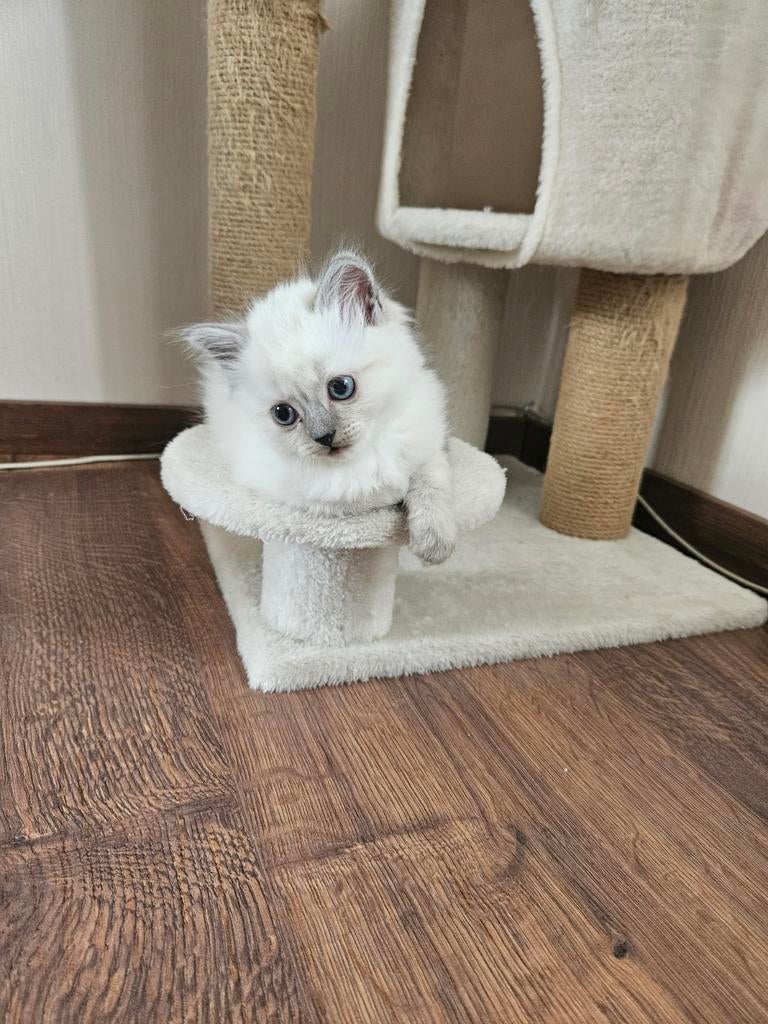 KITTENS, Dieren en Toebehoren, Meerdere dieren