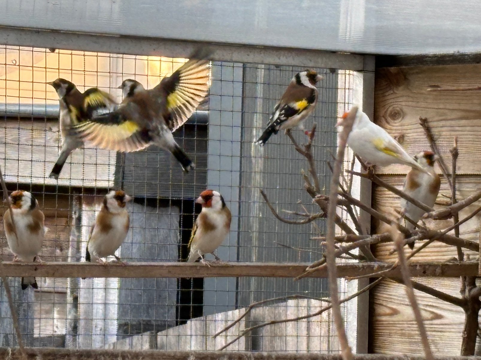 Major Putters, Meerdere dieren, Wildzangvogel