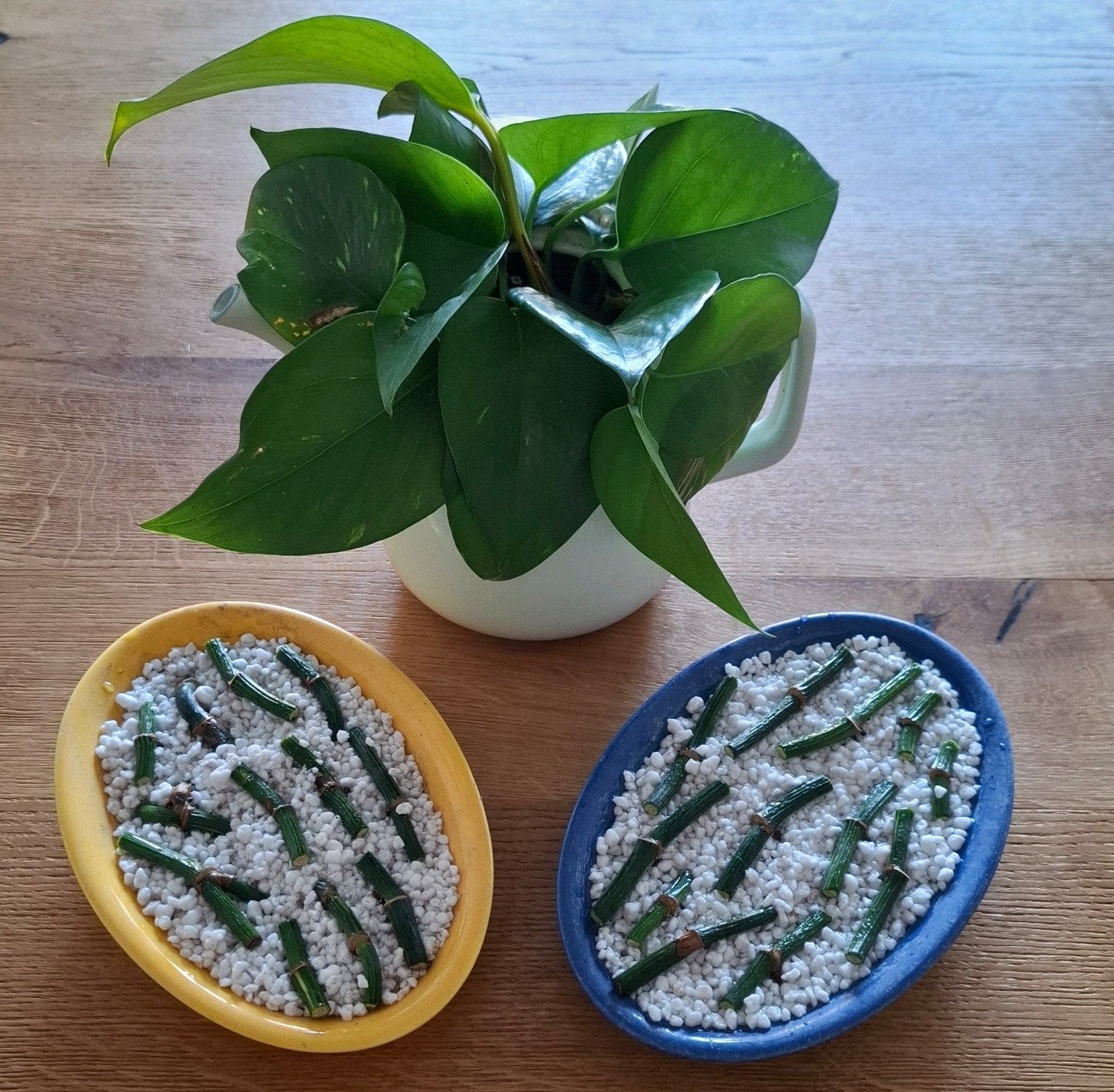 Epipremnum Aureum stekjes | Drakenklimop, Huis en Inrichting, Kamerplanten, Ophalen, Overige soorten