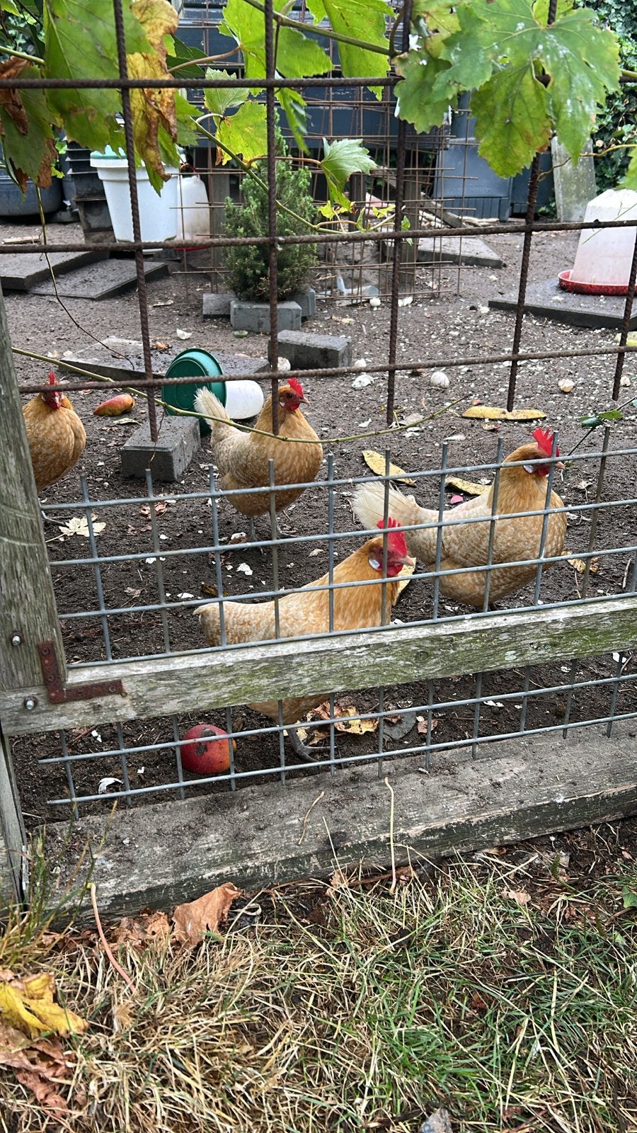 7 hennen Friese roodpel kriel, Dieren en Toebehoren, Pluimvee