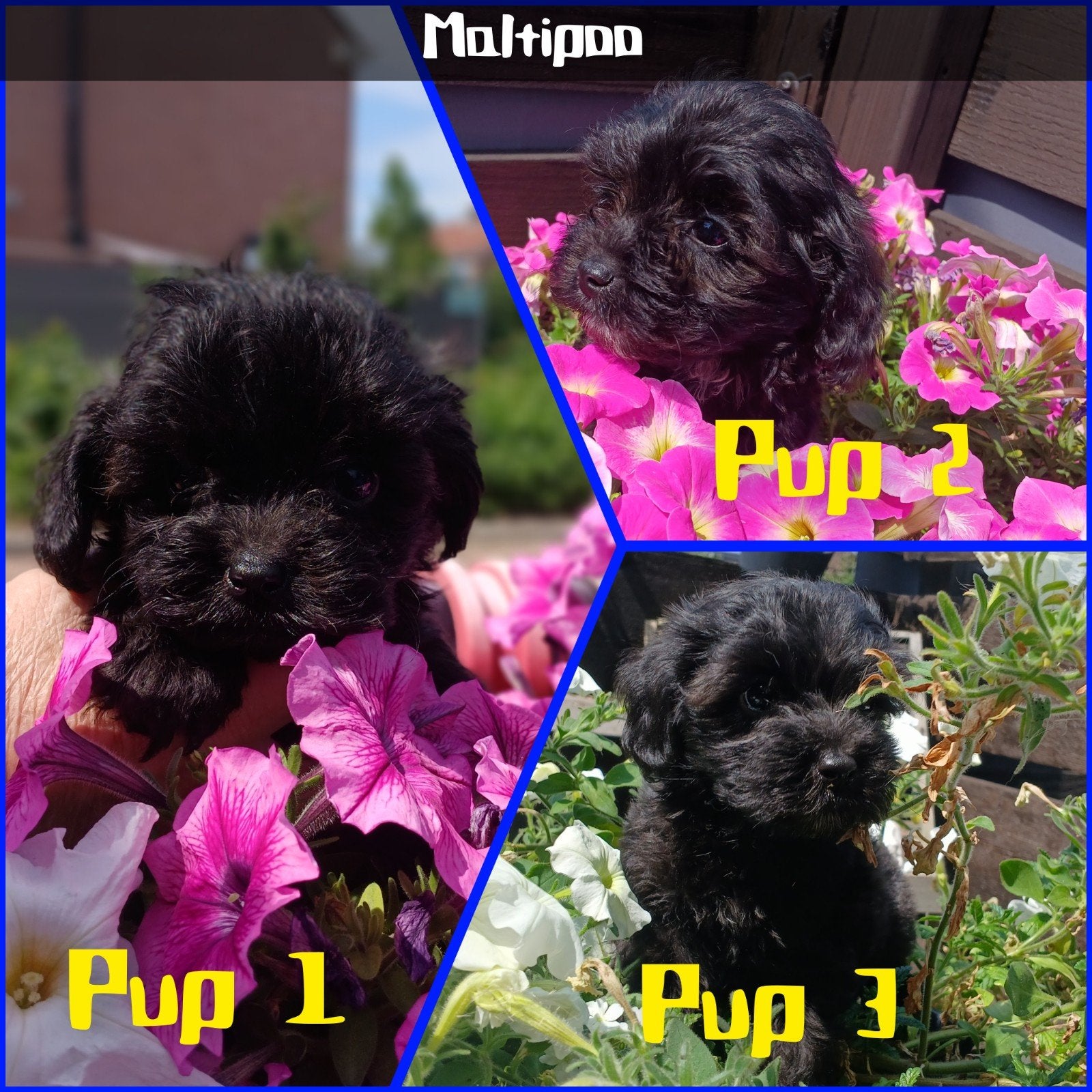 MALTIPOO 🩷🩵🩵 PUPS 9 WEKEN OUD ZOEKEN HUISJE, Parvo, Overige rassen, 8 tot 15 weken, Meerdere