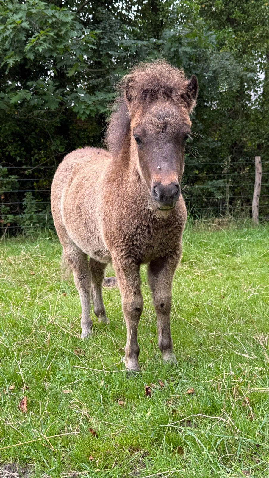 Zwart hengstveulen appaloosa genen, Hengst, A pony (tot 1.17m), Gechipt, 0 tot 2 jaar