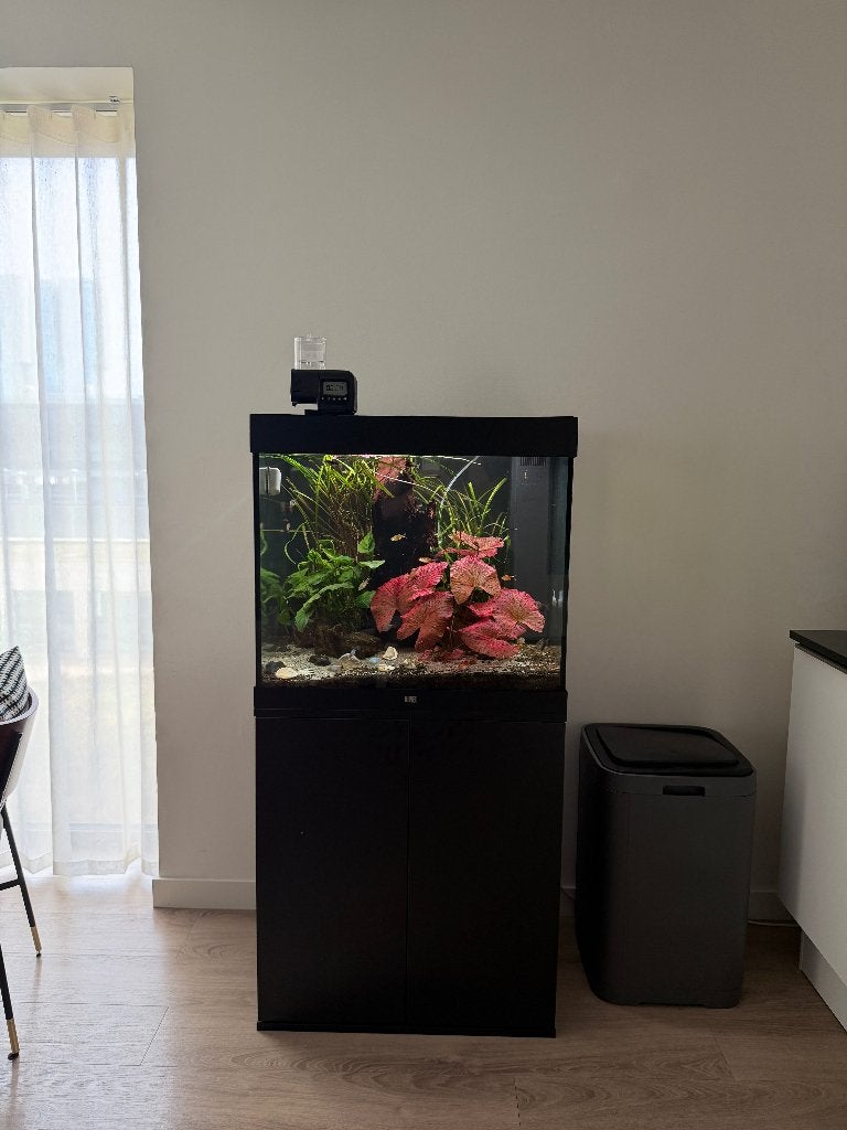 Juwel Lido 200 compleet aquarium + HeliaLux + CO2 + vissen, Ophalen, Gebruikt, Gevuld zoetwateraquarium, Inclusief vissen