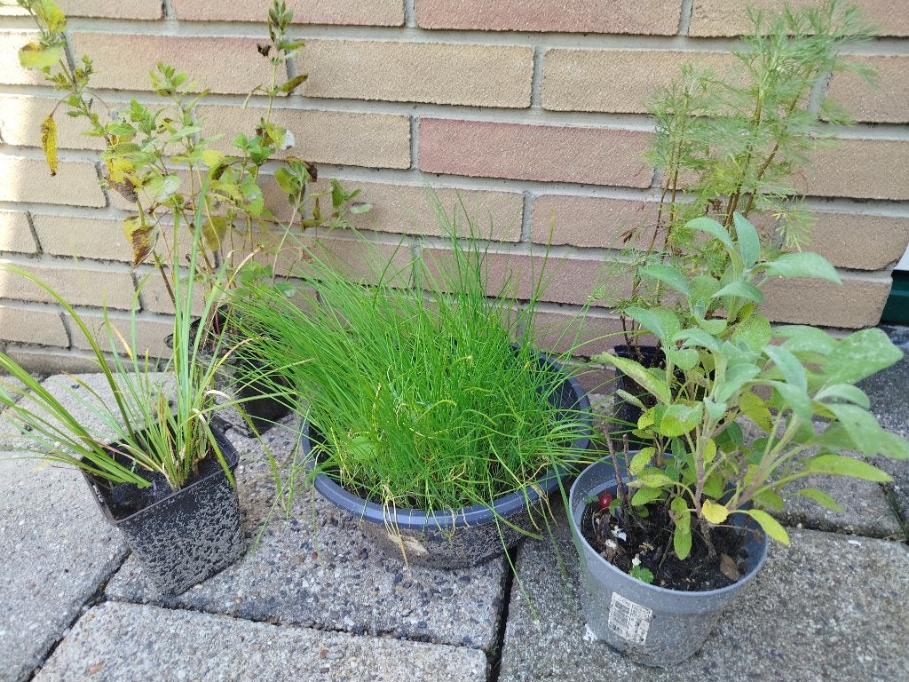 5 soorten kruiden, Ophalen, Vaste plant, Kruiden, Volle zon