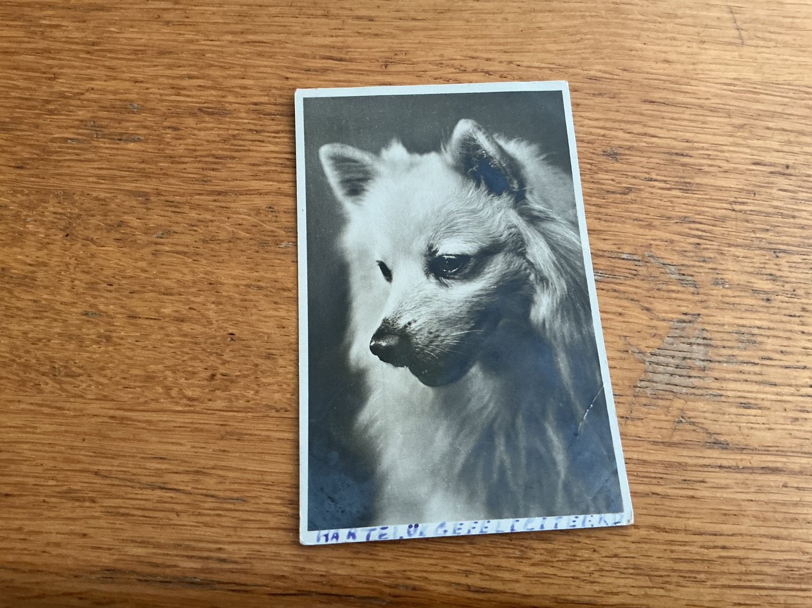 O568 hond, Ophalen of Verzenden, Hond of Kat