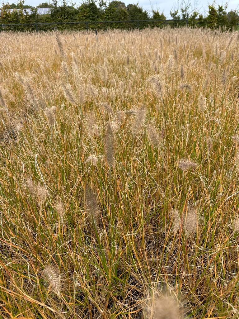 Pennisetum Hameln - Lampenpoetsersgras, Tuin en Terras, Volle zon, Vaste plant, Siergrassen, Ophalen of Verzenden