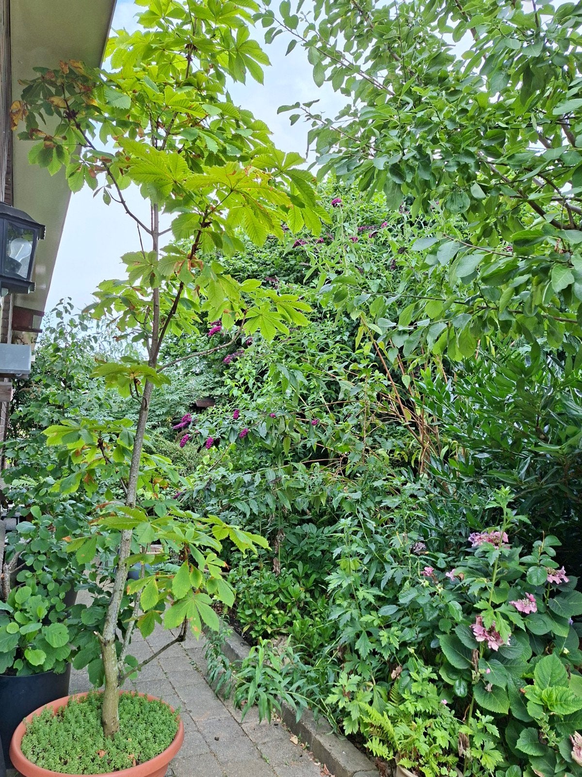 Kastanjeboom groot, Ophalen, Volle zon, Overige soorten