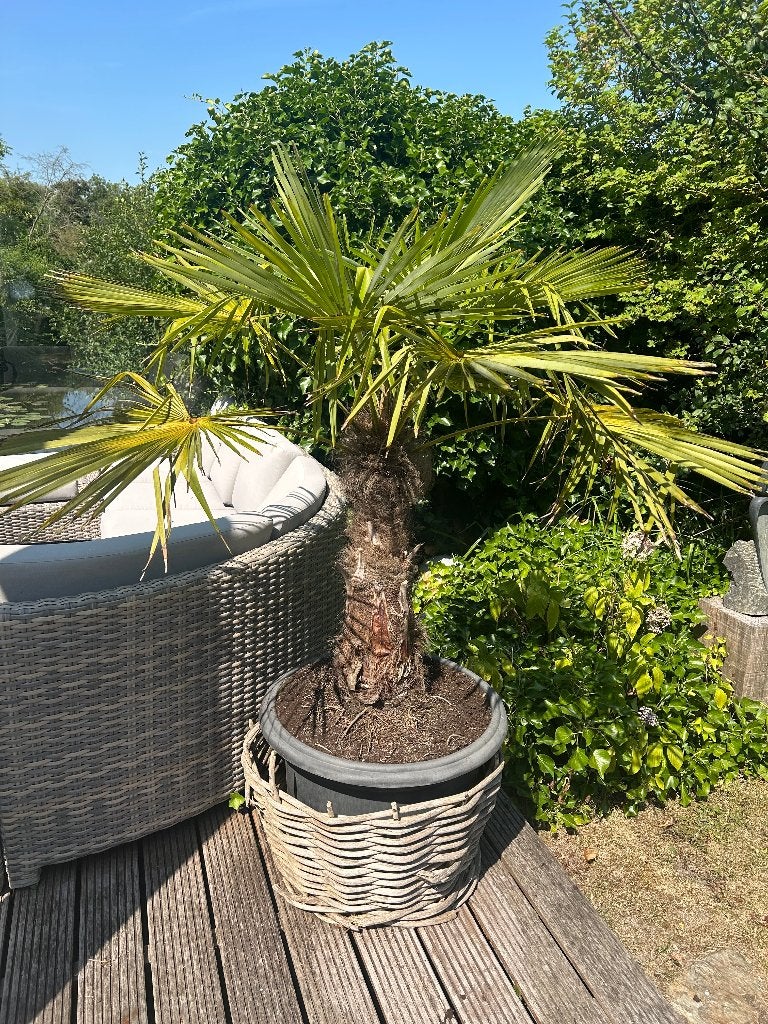 Palm plant in kunststof bak met bamboe ringen, Volle zon, Vaste plant, Zomer, Ophalen
