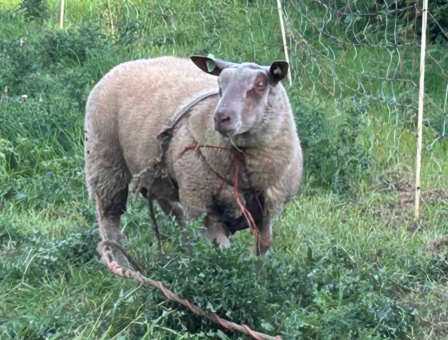 Dekram te huur, Dieren en Toebehoren, Mannelijk, Schaap, 0 tot 2 jaar