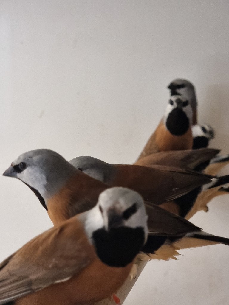 Gordelgrasvink | Wildkleur | Deskundig advies, Meerdere dieren, Overige soorten