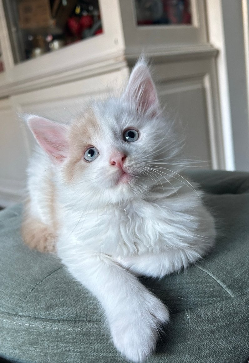 Maine Coon katertje polydactyl & blauwe ogen, Dieren en Toebehoren, Kater, Gechipt, 0 tot 2 jaar
