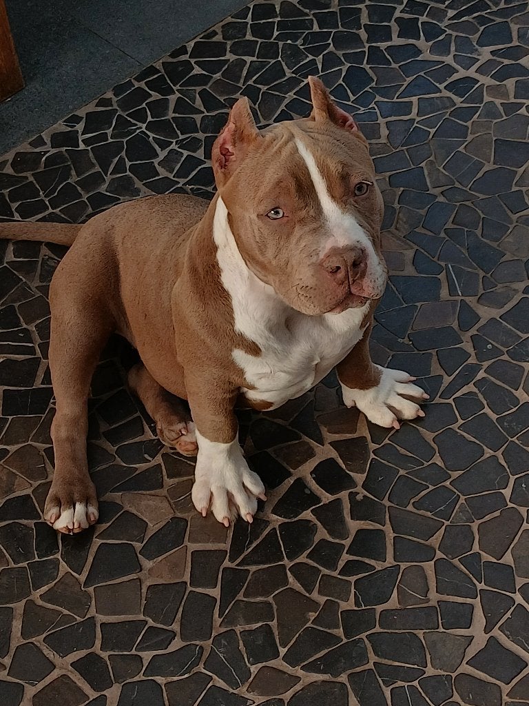 Pocket bully teefje 1.6 jaar  verlaagd in prijs !! 1000 euro, Dieren en Toebehoren, België, Fokker | Hobbymatig, 1 tot 2 jaar