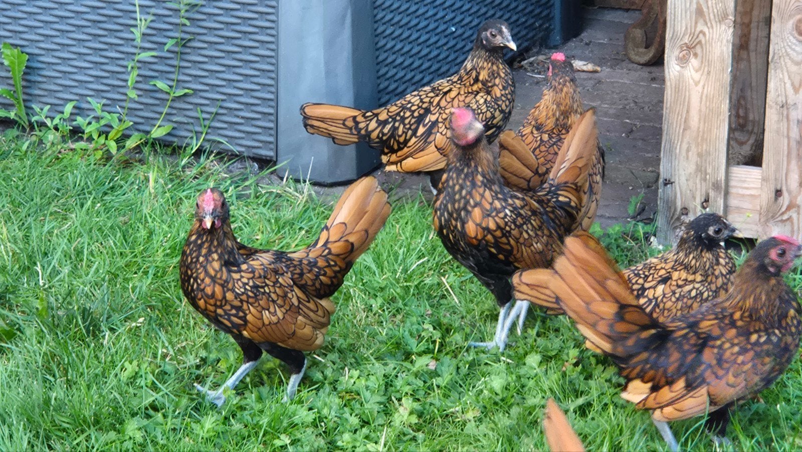 Sebright haantjes gratis, Dieren en Toebehoren, Mannelijk, Kip